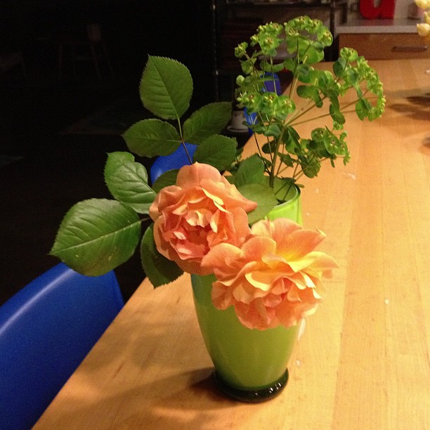 Joseph's Coat roses from my garden.