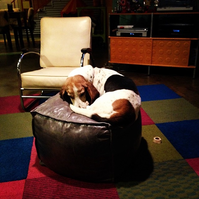 Dog curled up on an Ottoman.
