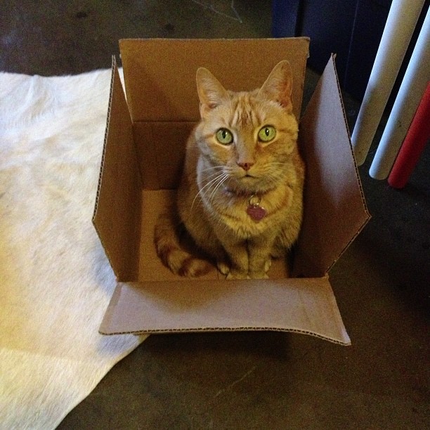 Cat in a box.
