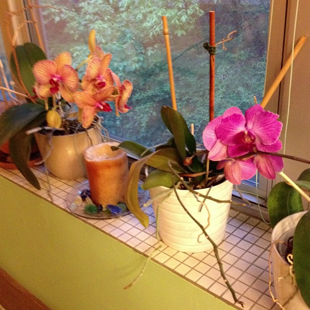 orchids in the bathroom